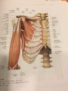 肩の筋肉